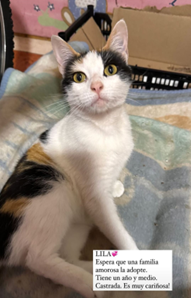 Lila