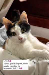 Lola