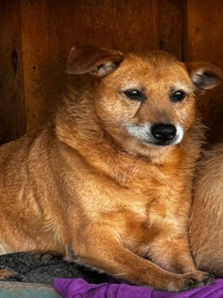 <span>Almendra</span>

