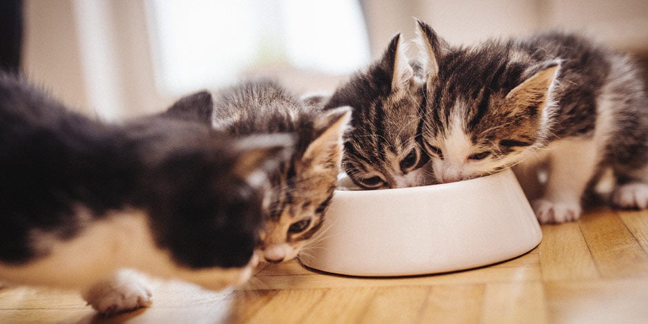 Mejor alimento para gatos – Gatitos comiendo Gatitos disfrutando del mejor alimento para gatos para su edad.
