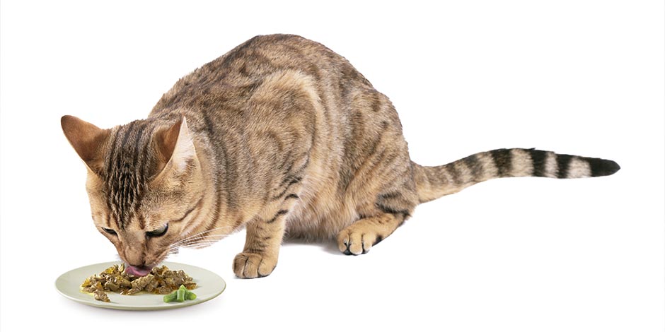 Mejor alimento para gatos - Húmedo Para algunos tutores, el mejor alimento para gatos es el húmedo. Michi comiendo.