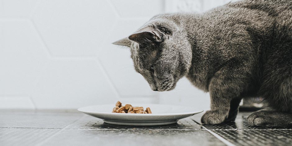 Mejor alimento para gatos Aprendé a elegir el mejor alimento para gatos. Michi gris viendo su comida.