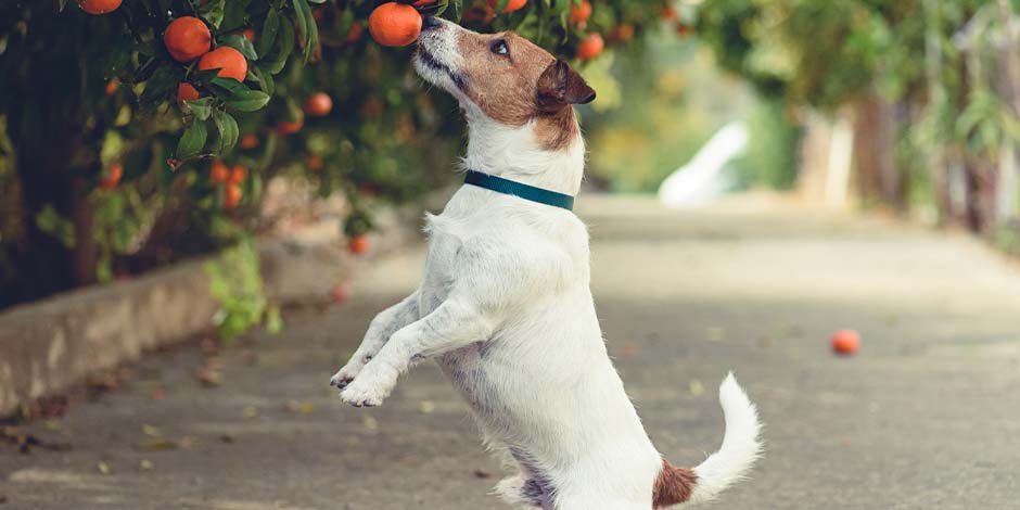 Los perros pueden comer naranja – Jack Russell Jack Russell en sus patas traseras tratando de alcanzar frutas de un árbol. Los perros pueden comer naranja.