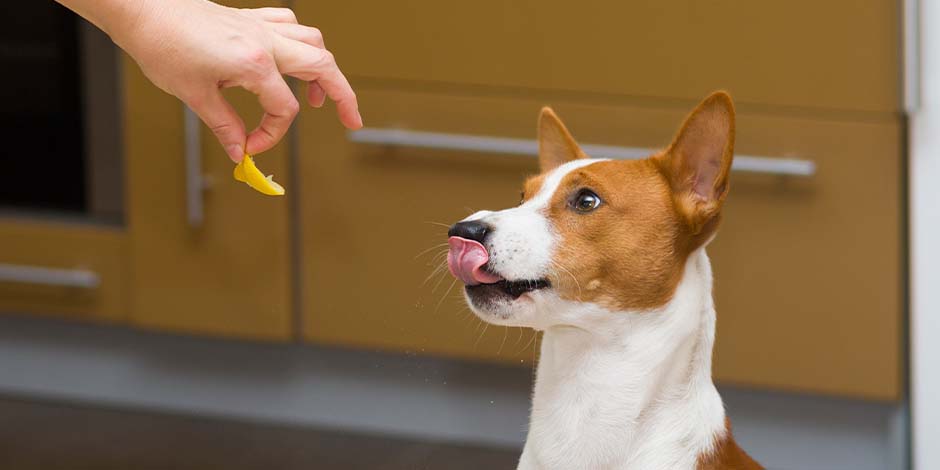 Los perros pueden comer naranja - Precaución Los perros pueden comer naranja pero con precaución. Mascota recibiendo un trozo de naranja de su tutor.