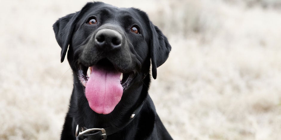 Los perros pueden comer pepino - Labrador Labrador negro, vista frontal. Los perros pueden comer pepino.