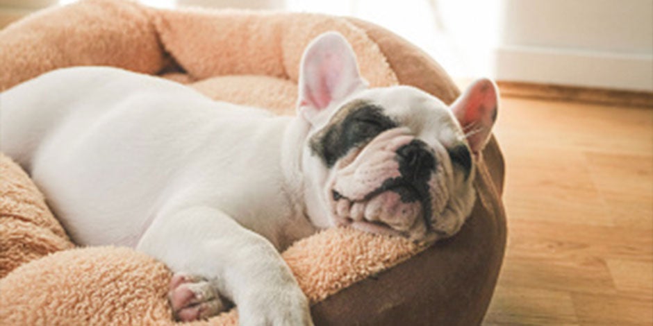 Los perros pueden comer pepino - Obeso Los perros obesos, como este bulldog blanco acostado, pueden comer pepino: será un snack balanceado para ellos.
