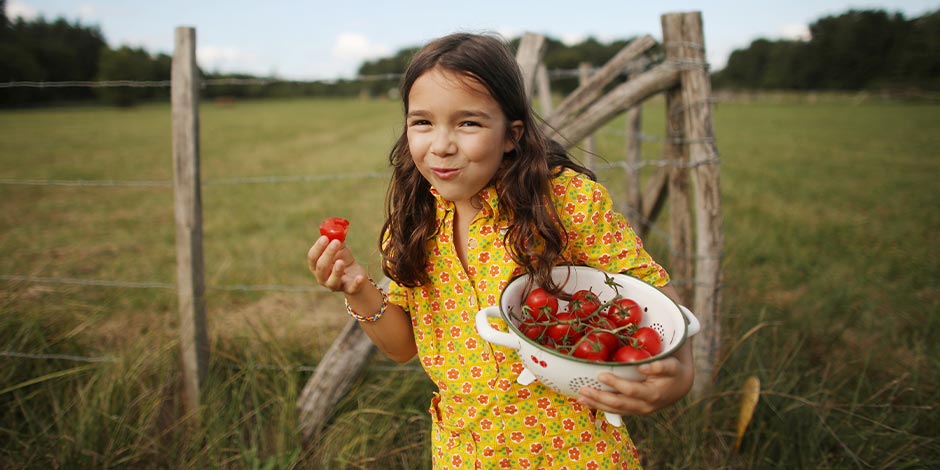 Los perros pueden comer tomate - Niña Los perros pueden comer tomate. Niña recogiendo tomates para su mascota.