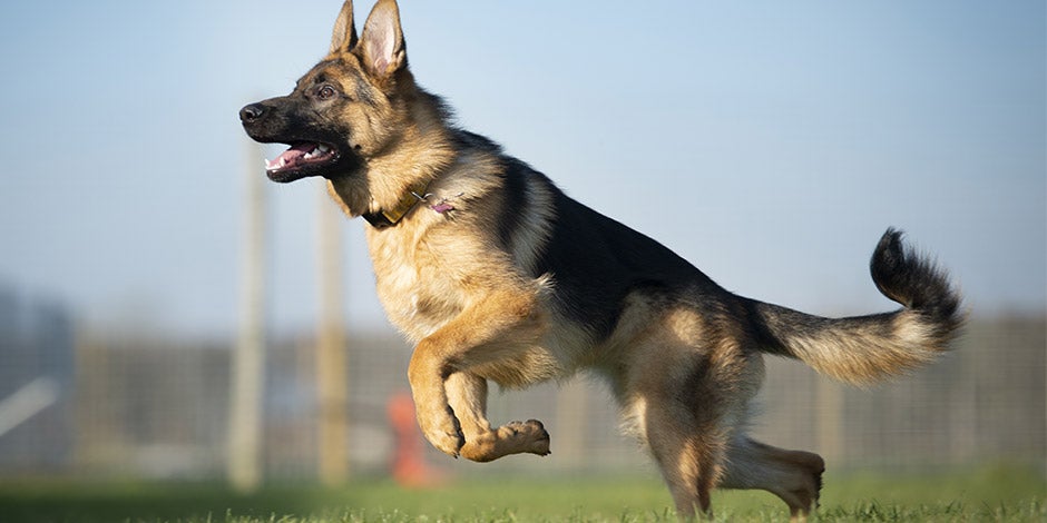 Los perros pueden comer tomate - Pastor Los perros pueden comer tomate después de ejercitarse