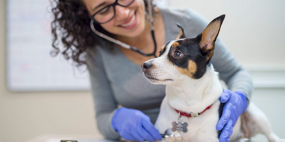 Los perros pueden comer tomate - Veterinario Consulta con veterinaria resolviendo la pregunta si los perros pueden comer tomate.