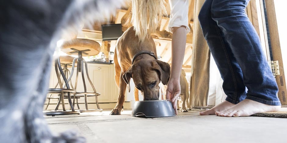 Mejor alimento para perros – Tutora alimentando Tutora dando de comer a su mascota. Aprendé cómo elegir el mejor alimento para perros para el tuyo.
