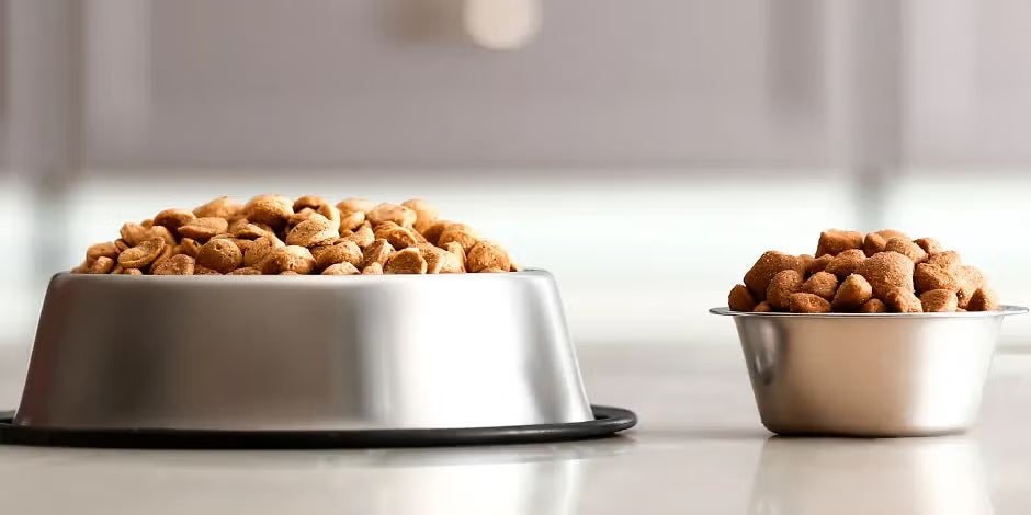Mejor alimento para perros Dos tazones con comida. El mejor alimento para perros es el que se adecúa a sus necesidades.