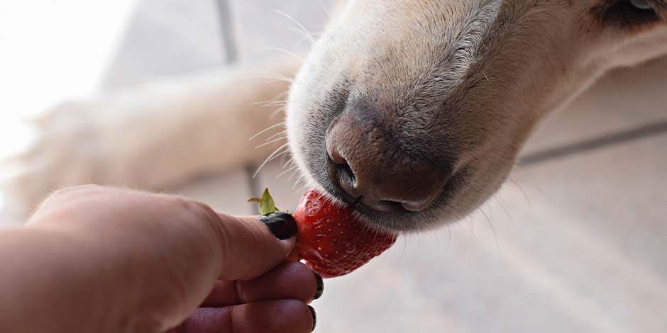 Los perros pueden comer frutillas – Tutor dando frutilla Los perros pueden comer frutillas. Mascota recibiendo una de manos de su tutor.