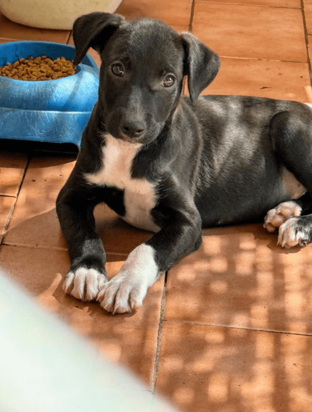 Mateos