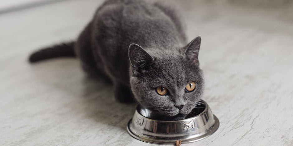 Alimento húmedo para gatos – Mezcla en comedero Gato ruso junto a su comedero. Considerá la mezcla de croquetas y alimento húmedo para tus gatos.