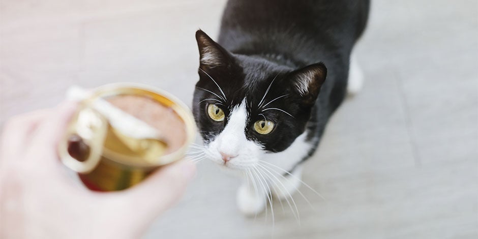 Alimento húmedo para gatos Michi negro observando una lata con alimento húmedo para gatos.