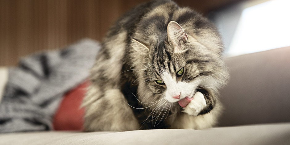 Dermatitis en gatos - Lamido Gato lamiendo su pata. Si el lamido, se vuelve excesivo, podría indicar dermatitis en gatos.