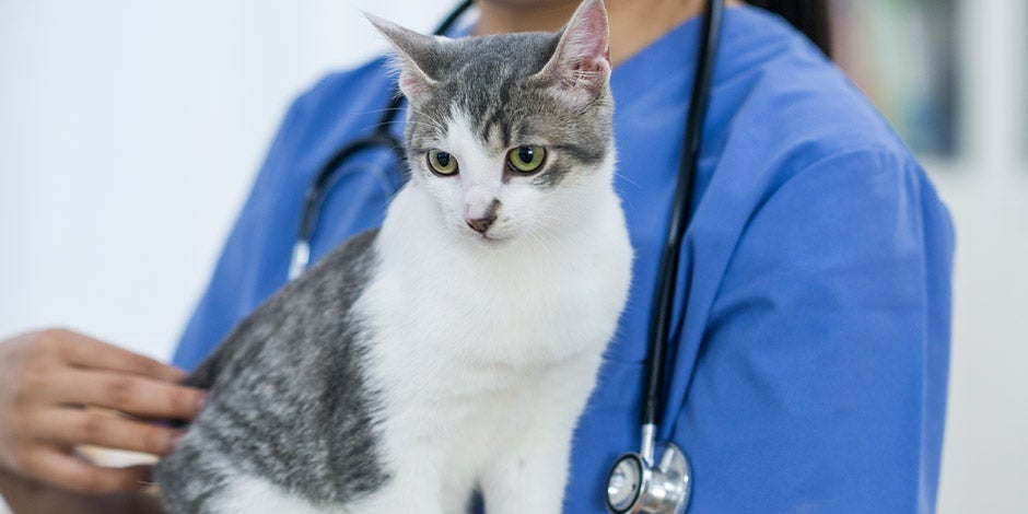 Dermatitis en gatos - Tratamiento Sólo el veterinario puede indicar el adecuado tratamiento para la dermatitis en gatos. Gato en brazos de albéitar.