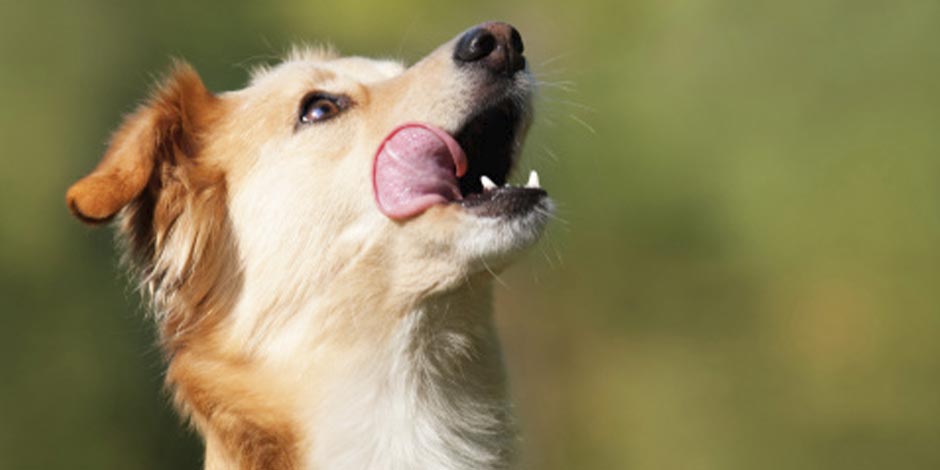 Los perros pueden comer ananá Descubrí si los perros pueden comer ananá. Perro saboreándose.