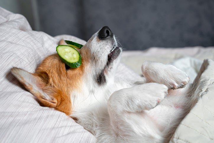Los perros pueden comer pepino Los perros pueden comer pepino. Perrito relajado con rodajas en sus ojos.