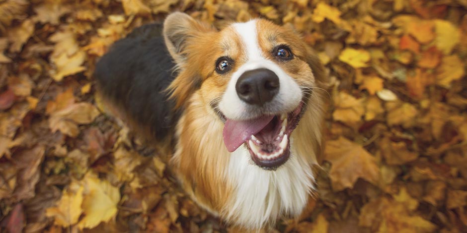 Los perros pueden comer tomate Conocé si los perros pueden comer tomate. Corgi sentado esperando alimento.