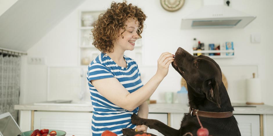 Los perros pueden comer zanahoria Tutora en la cocina dando alimento a su perro. ¿Los perros pueden comer zanahoria?