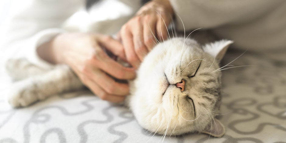 Sistema digestivo del gato – Bienestar Si el sistema digestivo del gato está bien, se notará. Tutor consintiendo a su michi.