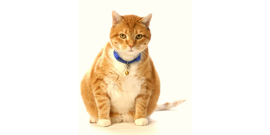 Sistema digestivo del gato – Michi con obesidad Michi naranja con obesidad. Cuidá el sistema digestivo del gato con alimentos ideales para su nutrición.