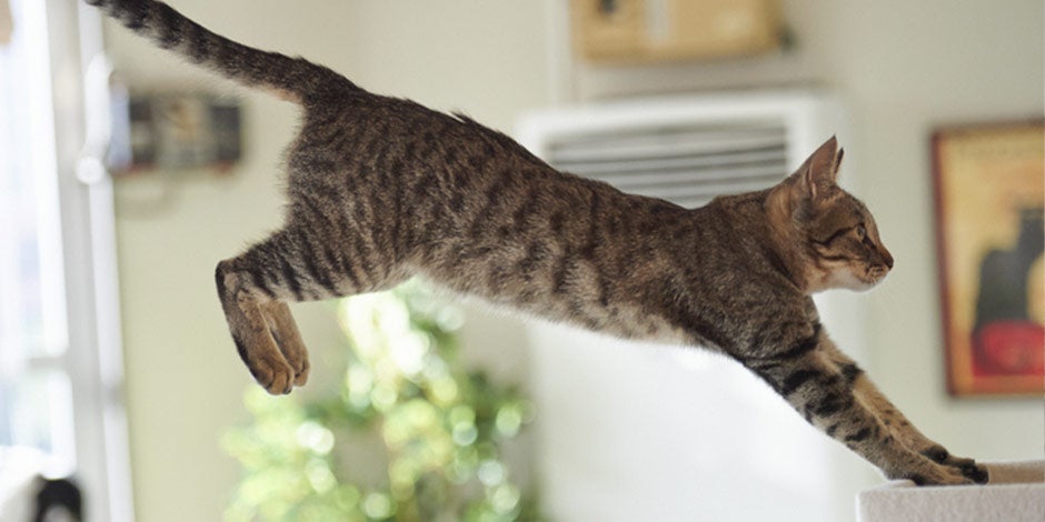 Sistema digestivo del gato – Gato saltando Michi atigrado saltando. Una vida plena es más probable si el sistema digestivo del gato está sano.