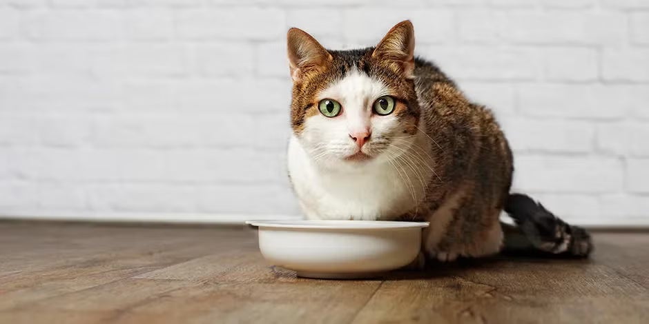 Sistema digestivo del gato Michi junto a su plato. El sistema digestivo del gato es delicado, dale lo que necesita para estar bien.