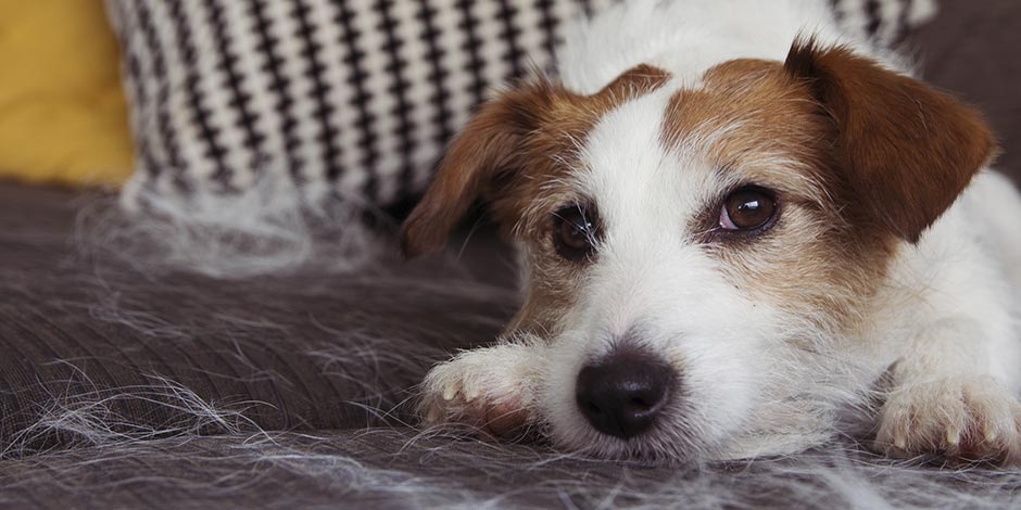 Anemia en perros – Perrito acostado Descubrí cómo identificar casos de anemia en perros y protegé el bienestar del tuyo. Perrito acostado.