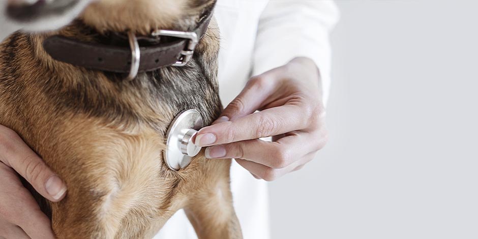 Anemia en perros – Medición de pulsaciones Medir las pulsaciones de tu mascota puede ayudar a identificar si presenta un escenario de anemia en perros.