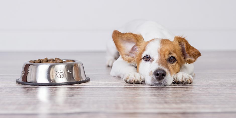 Anemia en perros Aprendé a identificar la anemia en perros y protegé el bienestar de tu mascota. Can indispuesto junto a su comida.