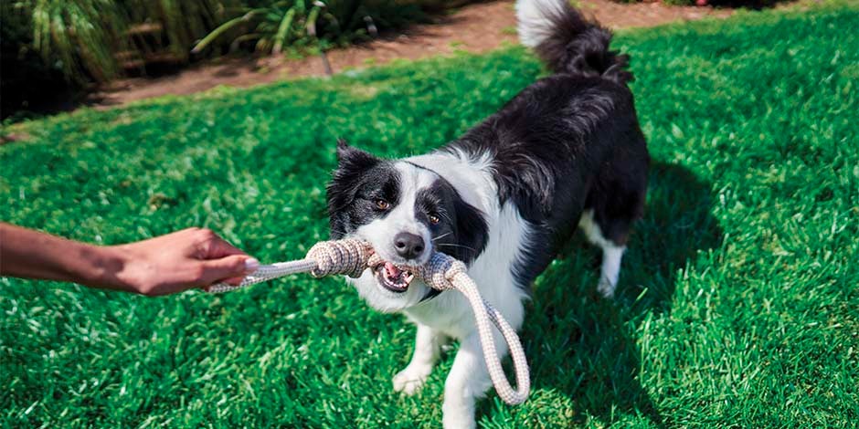 Calcio para perros - Beneficios El calcio para perros tiene múltiples funciones para el bienestar canino. Border collie mordiendo su juguete.