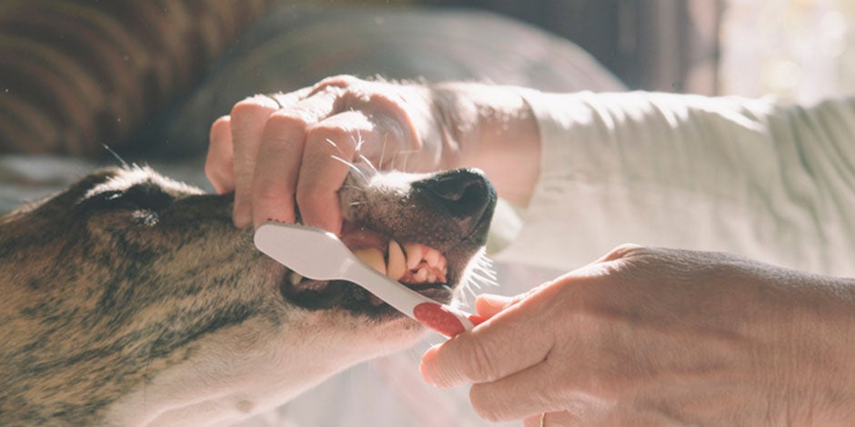 Calcio para perros - Dentadura La salud dental y ósea de tu mascota dependerá principalmente del calcio para perros. Cepillado dental canino.