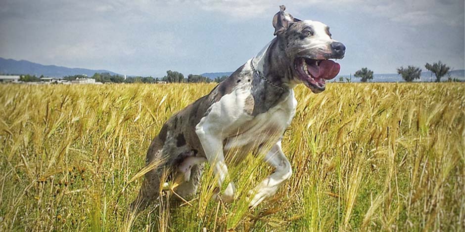 Calcio para perros Calcio para perros. Perro activo saltando en un campo
