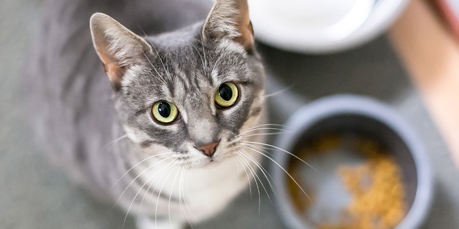 Comida húmeda para gatos - Beneficios Michi gris mirando a la cámara, luego de disfrutar su comida húmeda para gatos.