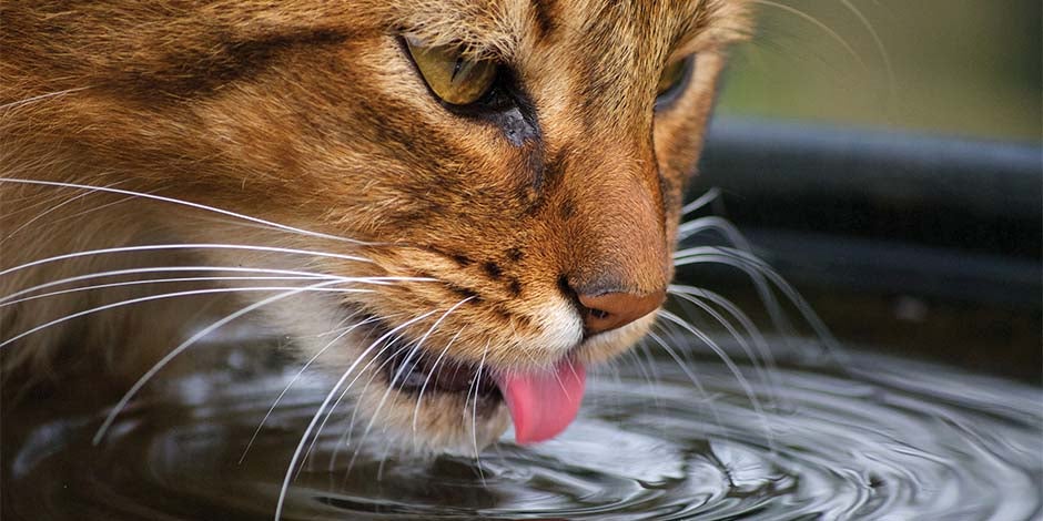 Comida húmeda para gatos - Hidratación La comida húmeda para gatos contribuye con la hidratación diaria. Michi bebiendo agua.