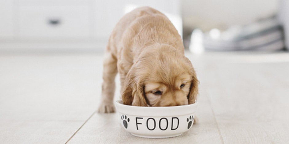 Comida premium para perros Cachorro comiendo su comida premium para perros.