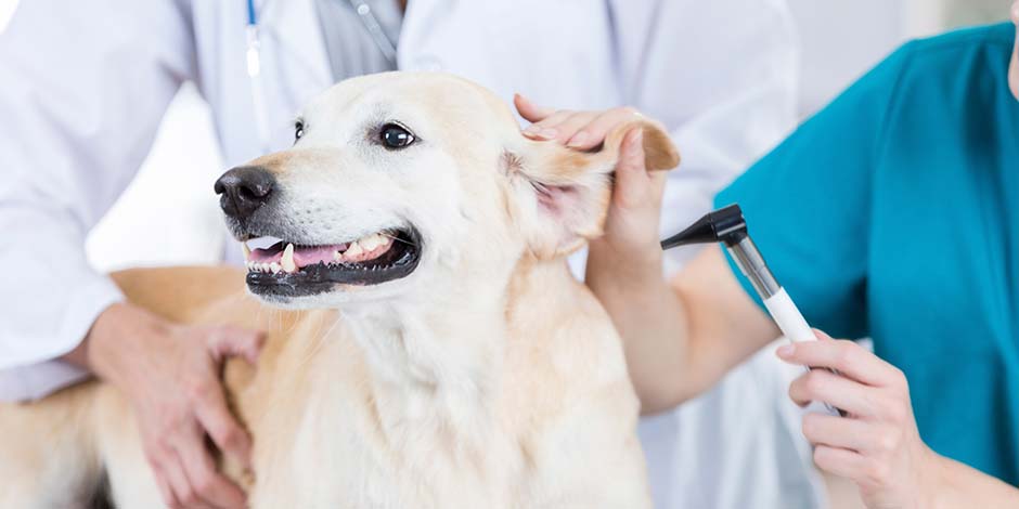 Epilepsia en perros - Labrador Labrador en revisión veterinaria. Esta raza es propensa a presentar epilepsia en perros.