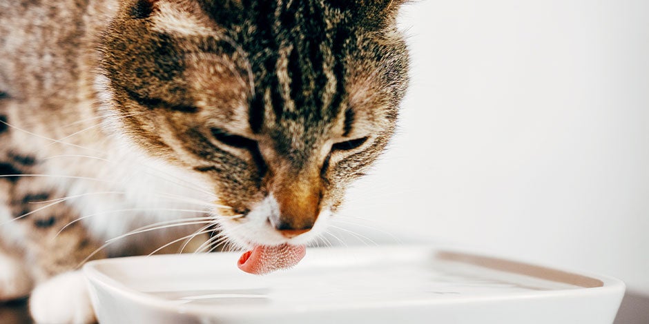 Los gatos pueden comer sandía - Hidratación Los gatos pueden comer sandía como un apoyo a su hidratación. Michi bebiendo agua.