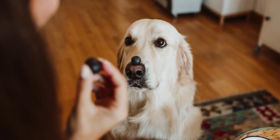 Los perros pueden comer arándanos - Beneficios Los perros pueden comer arándanos, gracias a su aporte nutricional. Labrador con arándano sobre el hocico.