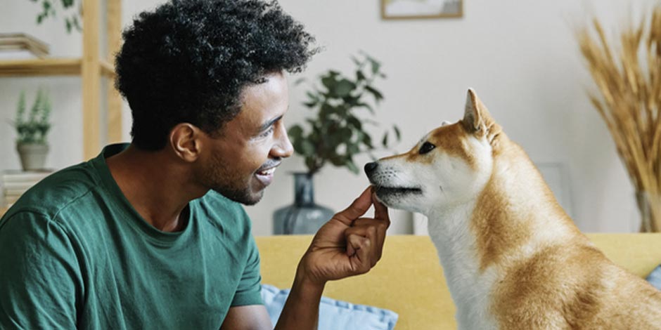 Los perros pueden comer arándanos ¿Los perros pueden comer arándanos? Descubrí la respuesta con PURINA®.