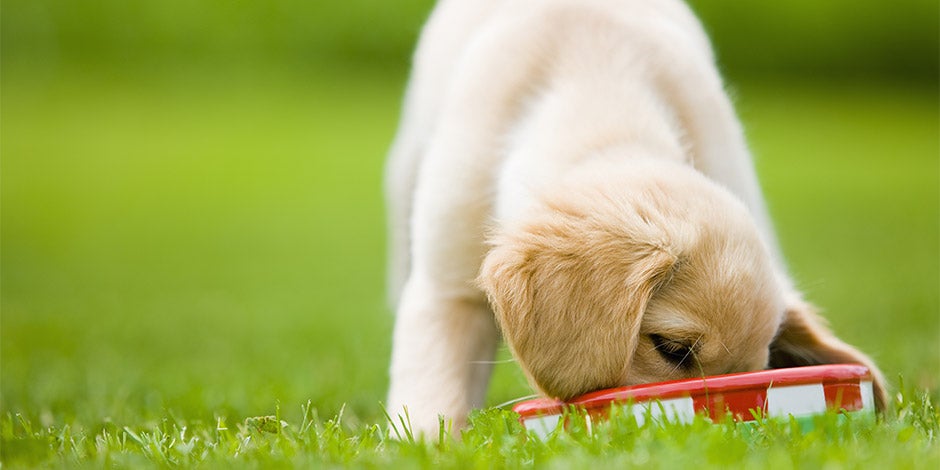 Los perros pueden comer avena Los perros pueden comer avena. Cachorro comiendo de su tazón con avena.