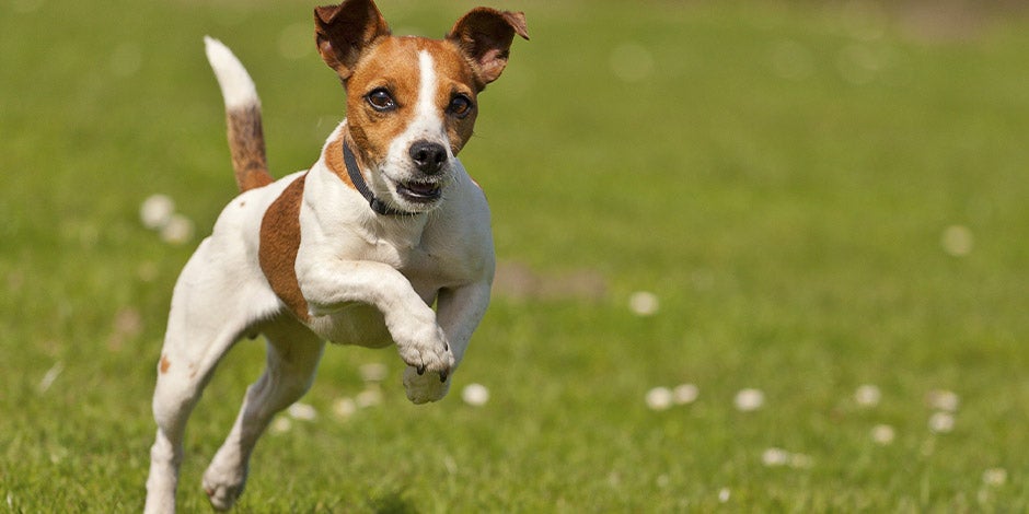 Los perros pueden comer lentejas – Jack Russell Los perros pueden comer lentejas, pues les da energía. Jack Russell corriendo.