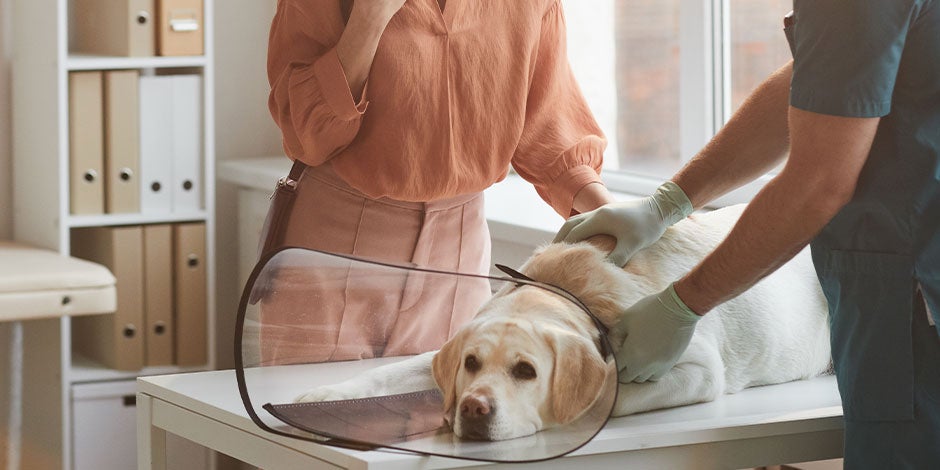 Los perros pueden comer lentejas - Labrador Los perros pueden comer lentejas, pero con moderación para no enfermar. Labrador con su veterinario.