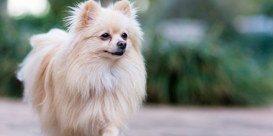 Los perros pueden comer lentejas - Pomerania Los perros pueden comer lentejas. Pomerania, color crema, vista frontal