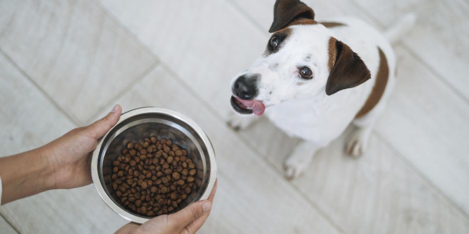 Los perros pueden comer lentejas Los perros pueden comer lentejas. Perrito esperando su plato.