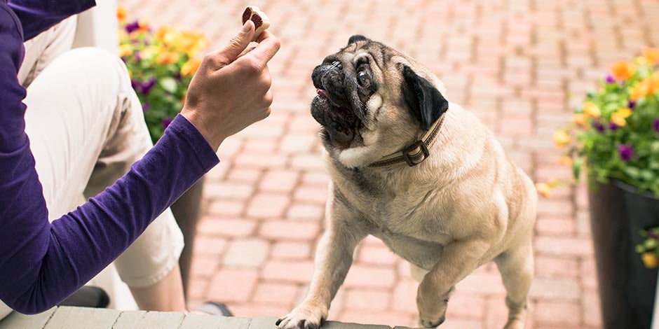 Los perros pueden comer maní Los perros pueden comer maní. Pug recibiendo un premio.