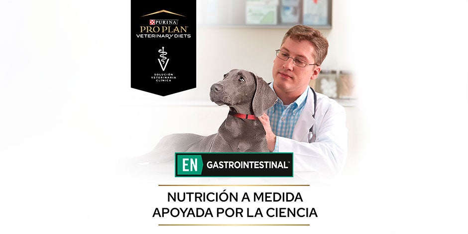 Los perros pueden comer pan – Pro Plan ¿Los perros pueden comer pan? En casos de sensibilidad digestiva, no. Banner de PRO PLAN® EN Gastrointestinal.
