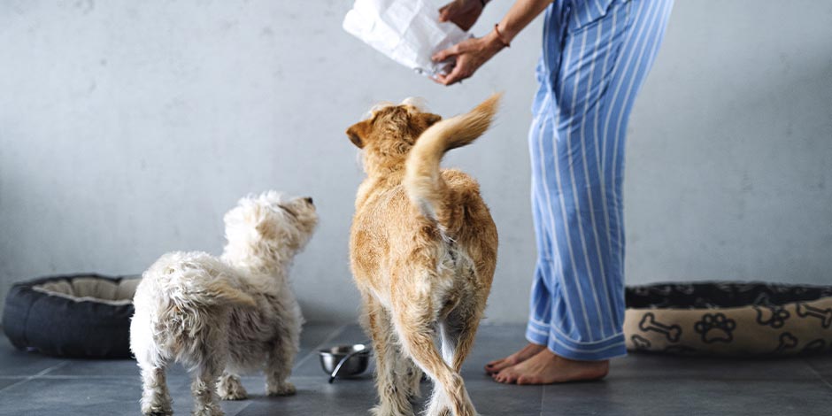 Los perros pueden comer pan Saber si los perros pueden comer pan hará que les des los nutrientes que necesitan. Tutora alimentando dos canes.